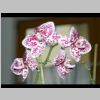 Orchidee.jpg