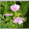 blume.avi